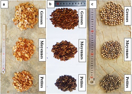Plants Vigoureux de Bois de Vène, de Caïlcédrat et de Néré p…